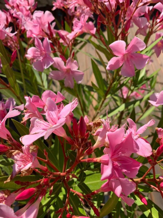 Villa Domitia Chambre D'Hotes Luberon ボニユー エクステリア 写真